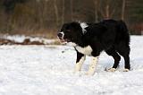 BORDER COLLIE 1160